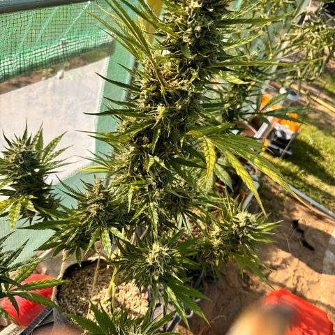 Moby Dick Auto growlog timeline photo