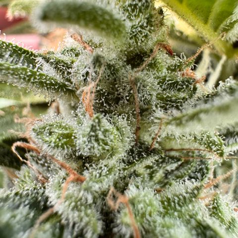 Afhgan skunk  growlog timeline photo