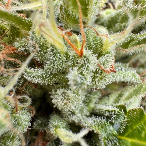 Moby Dick Auto growlog timeline photo