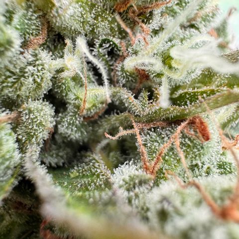 Moby Dick Auto growlog timeline photo