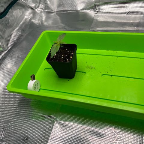 Hildegred growlog timeline photo