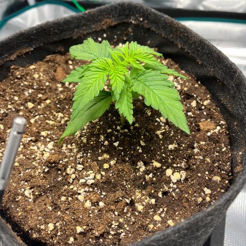 Hildegred growlog timeline photo