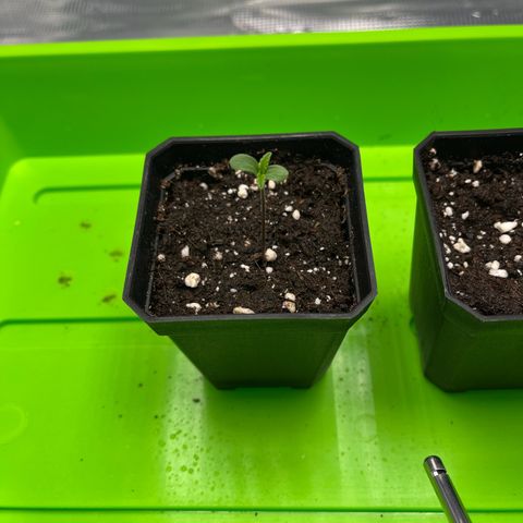 Hildegred growlog timeline photo