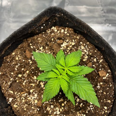 Hildegred growlog timeline photo