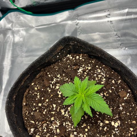 Hildegred growlog timeline photo
