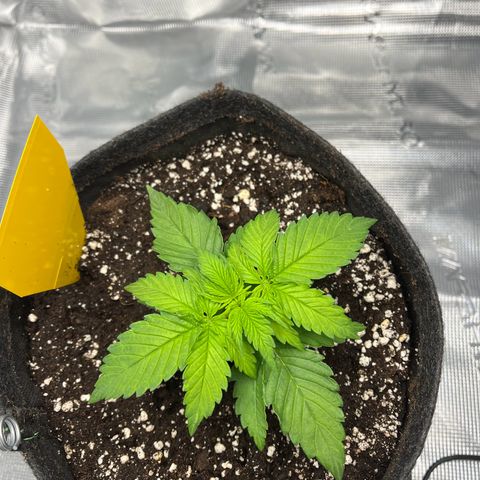 Hildegred growlog timeline photo