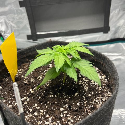 Hildegred growlog timeline photo