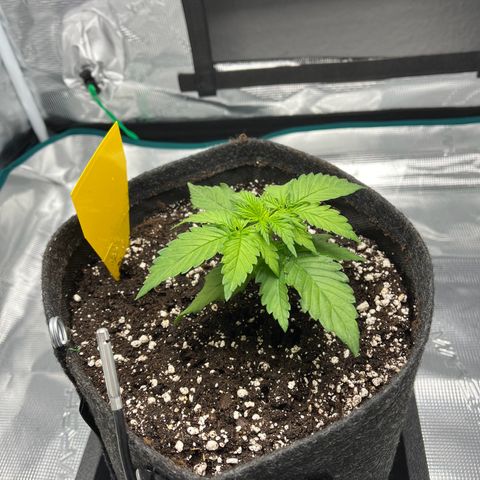Hildegred growlog timeline photo