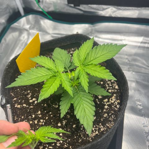 Hildegred growlog timeline photo