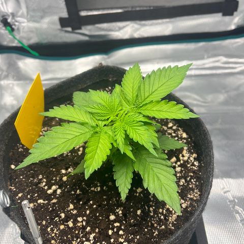 Hildegred growlog timeline photo