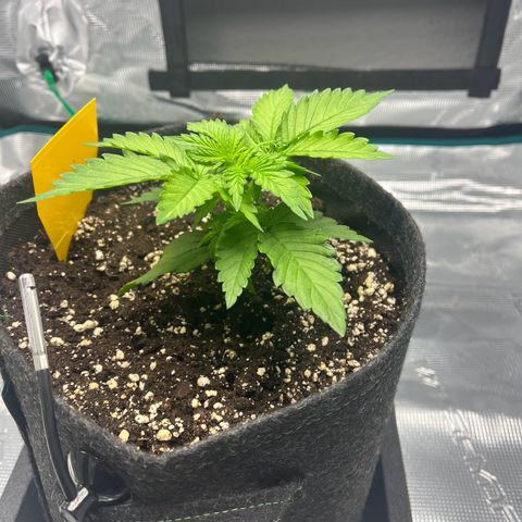 Hildegred growlog timeline photo