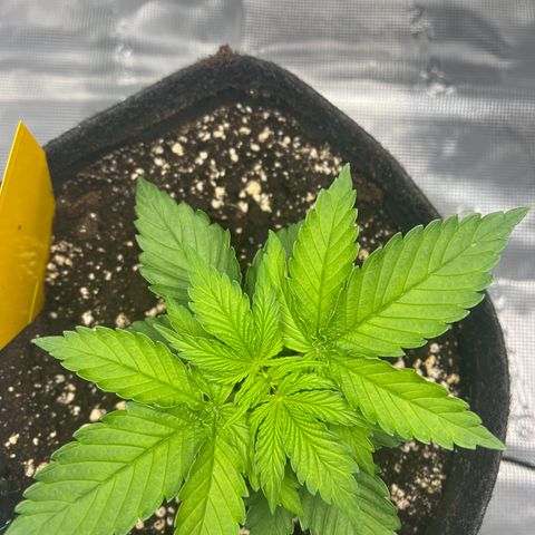 Hildegred growlog timeline photo
