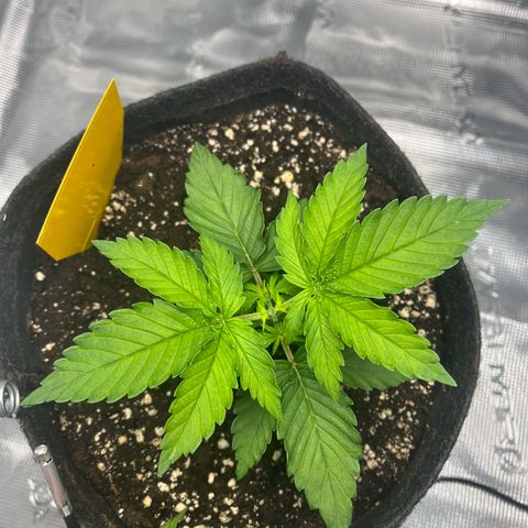 Hildegred growlog timeline photo
