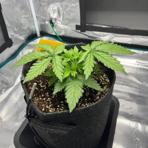 Hildegred growlog timeline photo
