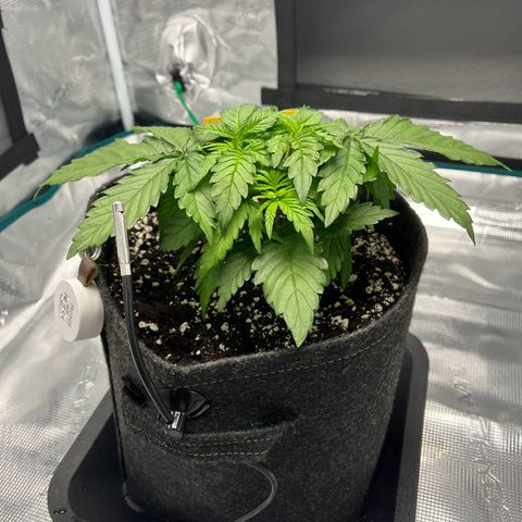 Hildegred growlog timeline photo