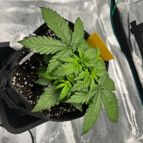 Hildegred growlog timeline photo