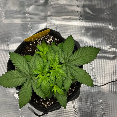 Hildegred growlog timeline photo