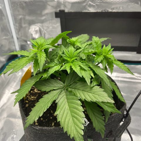 Hildegred growlog timeline photo