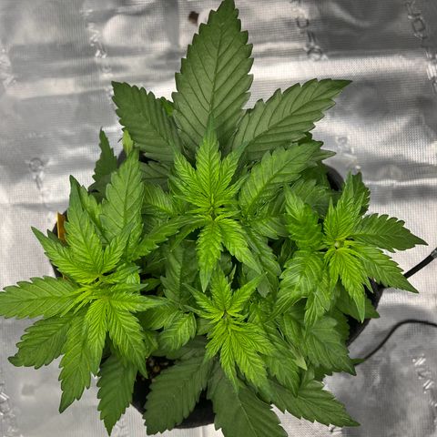 Hildegred growlog timeline photo