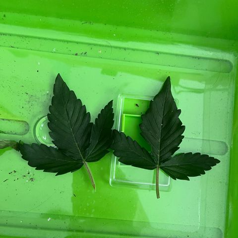 Hildegred growlog timeline photo