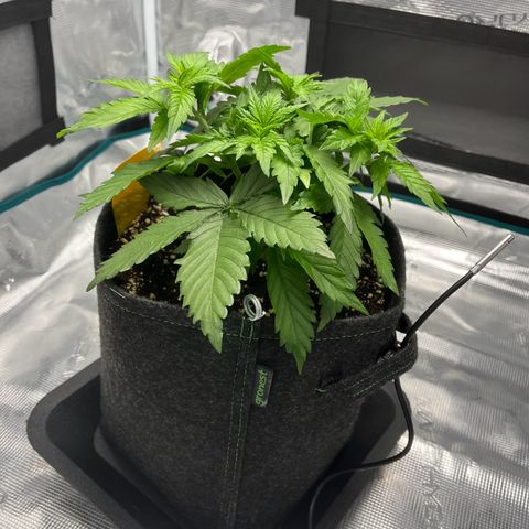 Hildegred growlog timeline photo