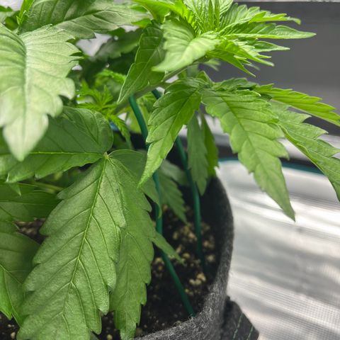 Hildegred growlog timeline photo