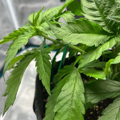 Hildegred growlog timeline photo