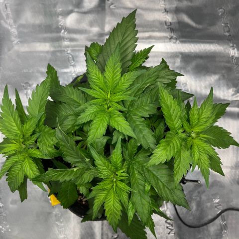 Hildegred growlog timeline photo