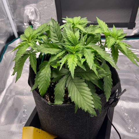 Hildegred growlog timeline photo
