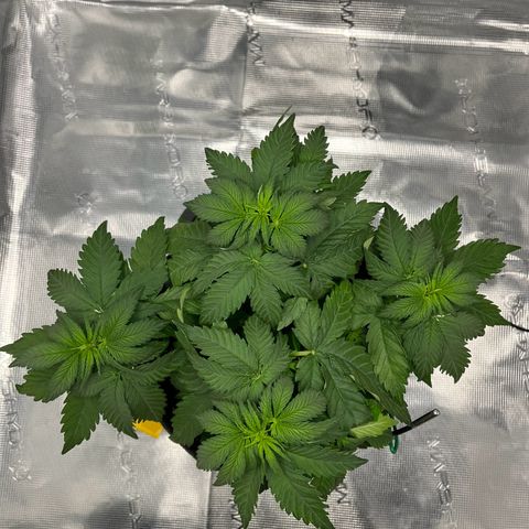 Hildegred growlog timeline photo