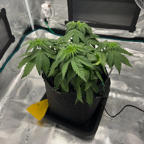 Hildegred growlog timeline photo