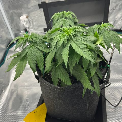 Hildegred growlog timeline photo