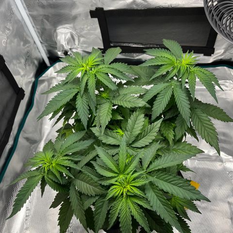 Hildegred growlog timeline photo