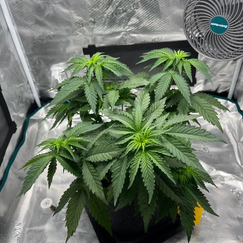 Hildegred growlog timeline photo