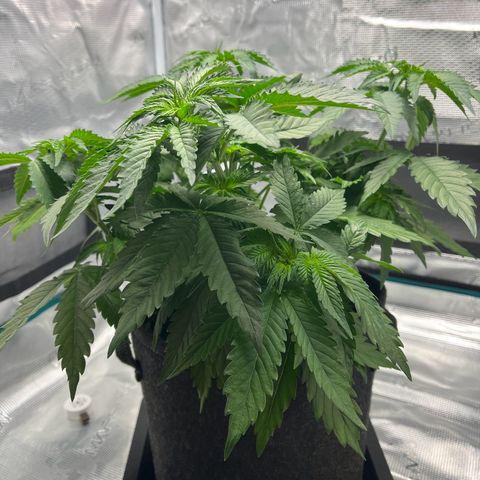 Hildegred growlog timeline photo