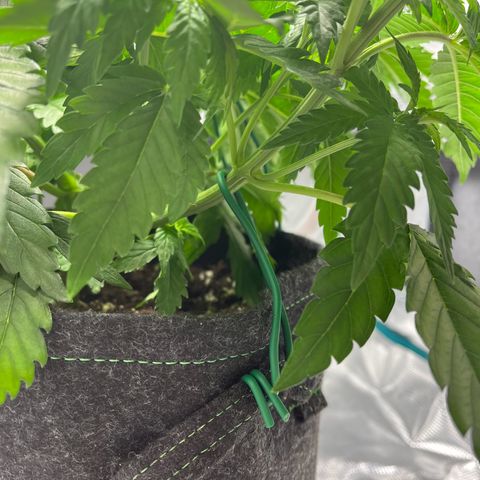 Hildegred growlog timeline photo