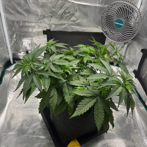 Hildegred growlog timeline photo