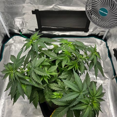 Hildegred growlog timeline photo