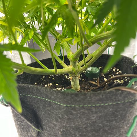 Hildegred growlog timeline photo