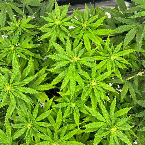 Hildegred growlog timeline photo