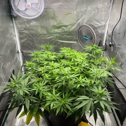 Hildegred growlog timeline photo