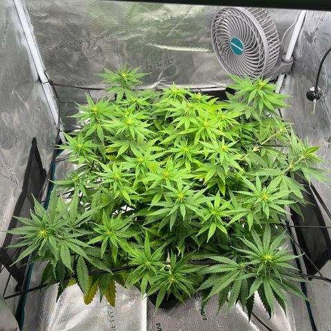 Hildegred growlog timeline photo