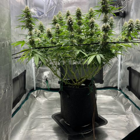 Hildegred growlog timeline photo