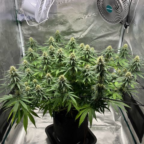 Hildegred growlog timeline photo
