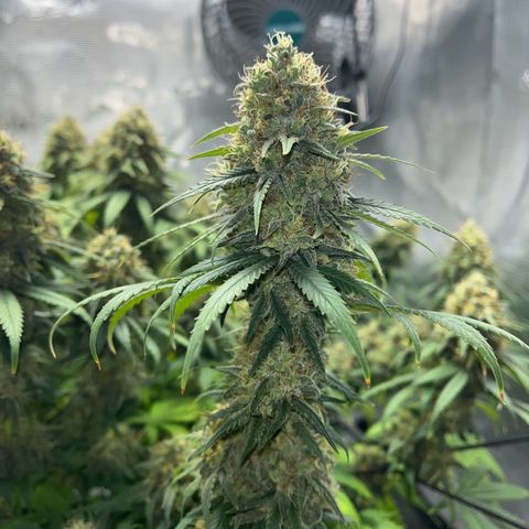 Hildegred growlog timeline photo