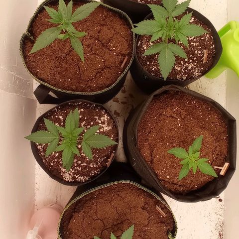 Auto Blueberry #4 growlog timeline photo