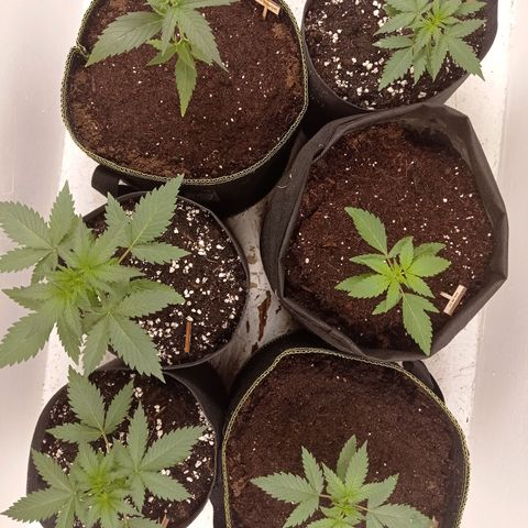Auto Blueberry #4 growlog timeline photo