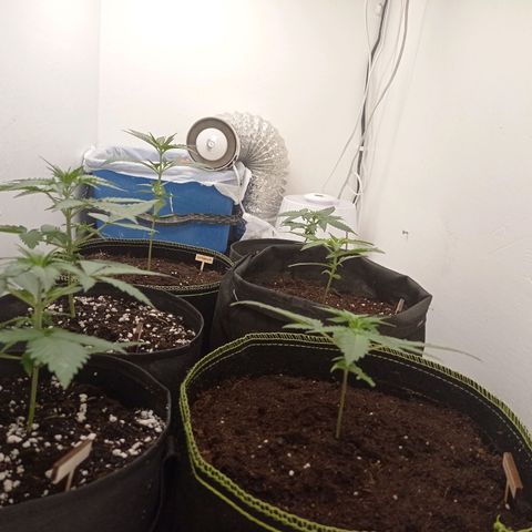 Auto Blueberry #4 growlog timeline photo