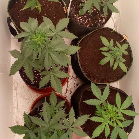 Auto Blueberry #4 growlog timeline photo