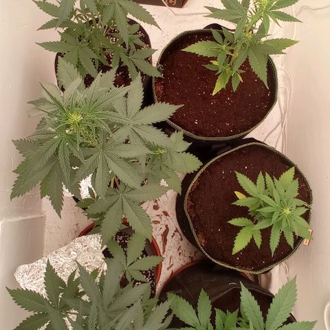 Auto Blueberry #4 growlog timeline photo